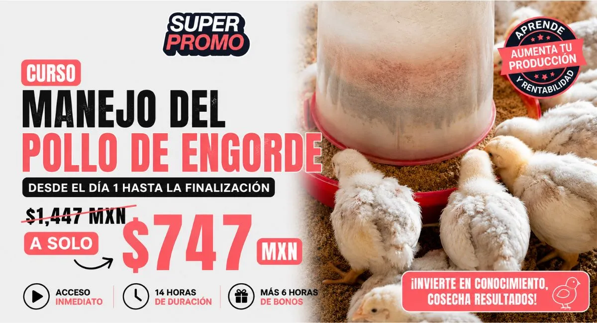 Promoción 6